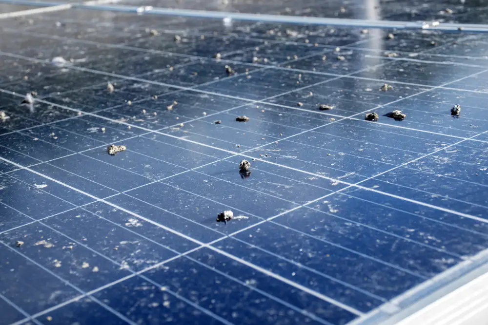 Pigeon droppings and feathers scattered across the glass of a solar panel